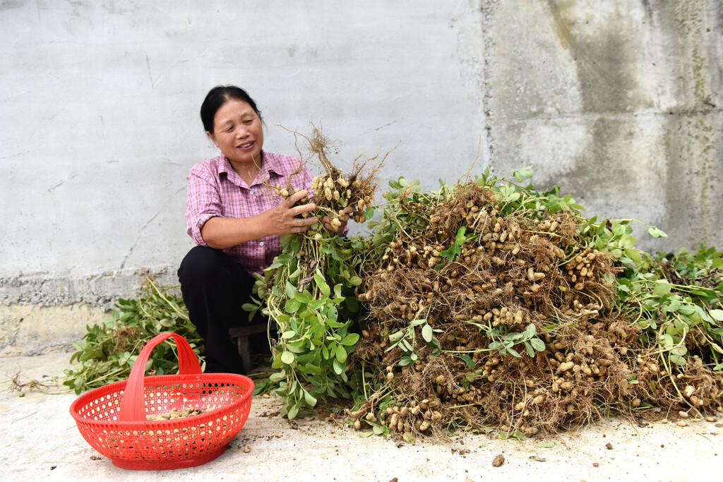 图7王国芬在采摘花生